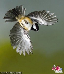 ***EXCLUSIVE*** OKANAGAN VALLEY, CANADA - UNDATED: A chickadee diving in Roy Hancliff's Okanagan Valley garden in British Columbia, Canada. Without a camera these incredible birds would be gone in the flash of an eye. In fact it takes about one third of a second for the human eye to blink, yet these pictures were captured by a British photographer in an astoundingly fast 8,000th of a second. That means the camera's shutter is opening and closing mind bogglingly quick- 250 times faster than a person can blink. But at this speed anything captured even in broad daylight would be pictured as a dark haze. To overcome this problem up to five flashes are simultaneously used to fire light towards the birds at an even more impressive 20,000th of a second while the shutter is open. Photographer, Roy Handcliff, 65, originally from Oxford, England took all the pictures from the back garden of his home in British Columbia, Canada. PHOTOGRAPH BY ROY HANCLIFF / BARCROFT MEDIA LTD UK Office, London. T +44 845 370 2233 W www.barcroftmedia.com USA Office, New York City. T +1 212 564 8159 W www.barcroftusa.com Indian Office, Delhi. T +91 114 653 2118 W www.barcroftindia.com Australasian & Pacific Rim Office, Melbourne. E info@barcroftpacific.com T +613 9510 3188 or +613 9510 0688 W www.barcroftpacific.com